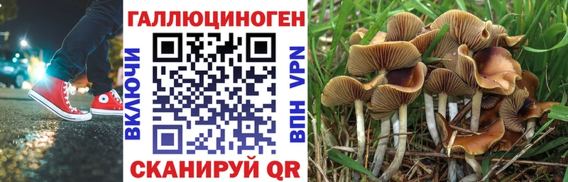 kraken вход  Удомля  Псилоцибиновые грибы Cubensis 